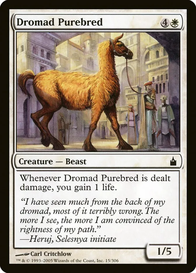 Dromad Purebred Front Face