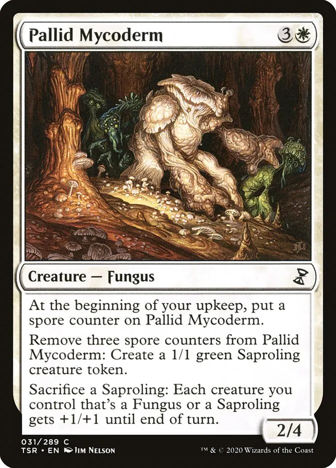 Pallid Mycoderm Front Face