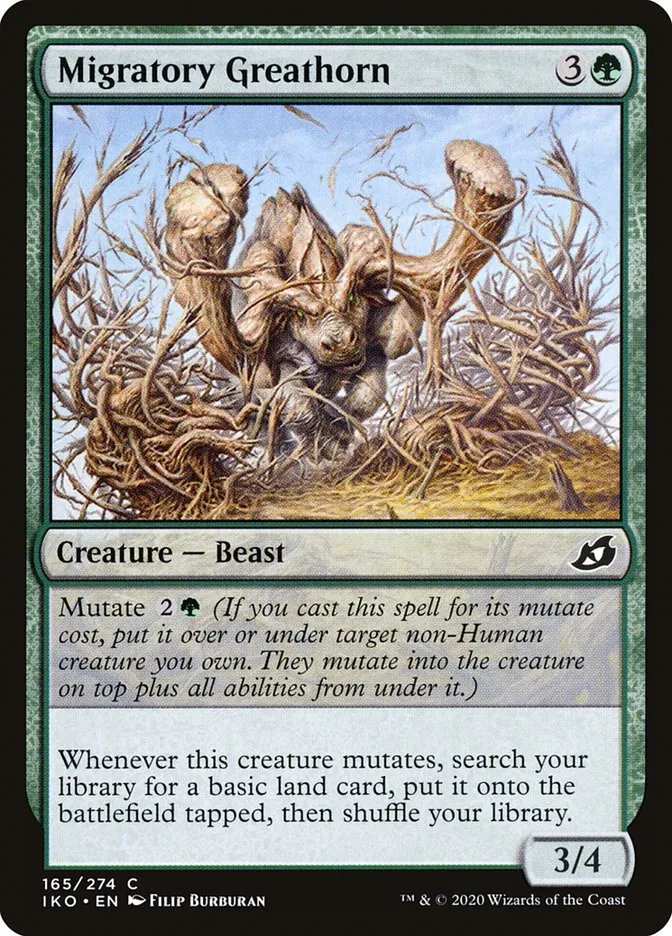 Migratory Greathorn Front Face