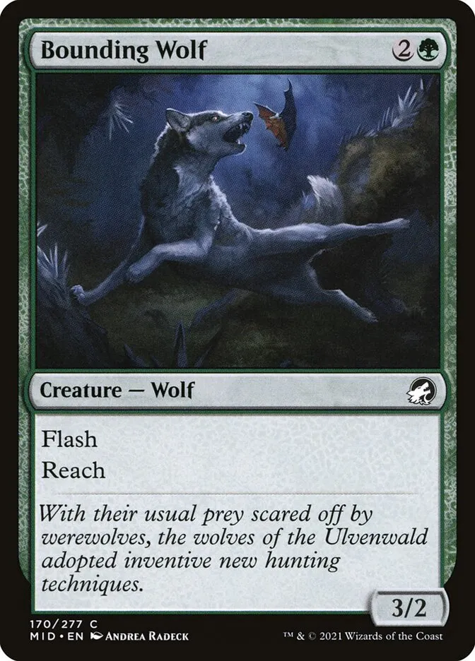 Bounding Wolf Front Face