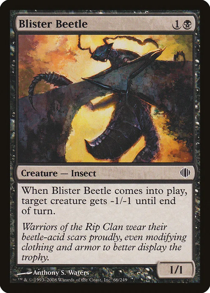 Blister Beetle Front Face