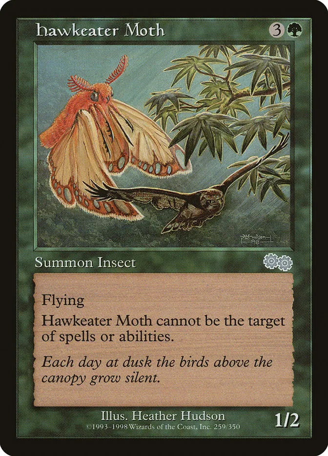Hawkeater Moth Front Face