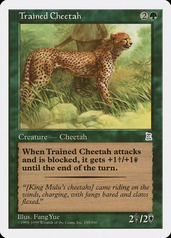 Trained Cheetah Front Face