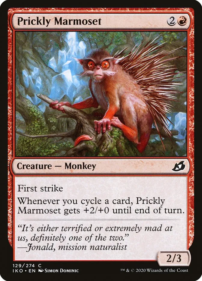 Prickly Marmoset Front Face