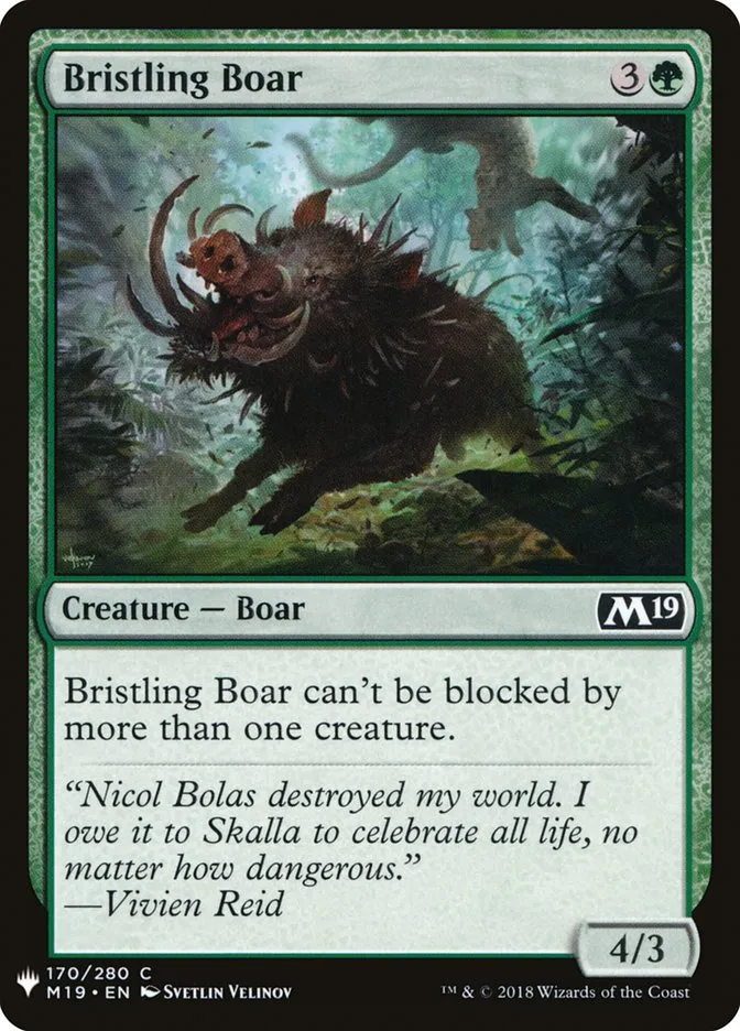 Bristling Boar Front Face