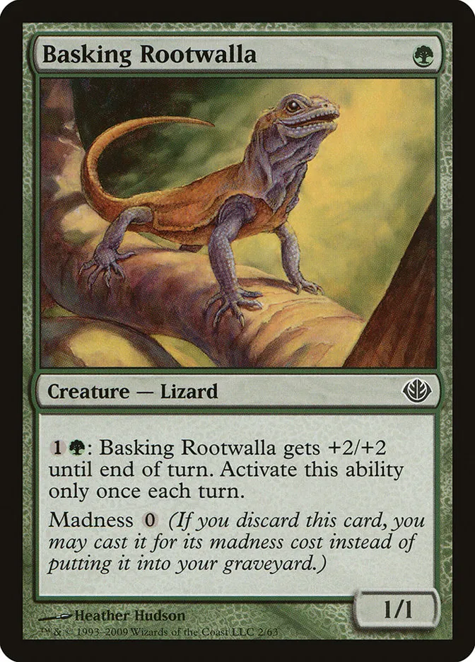 Basking Rootwalla Front Face