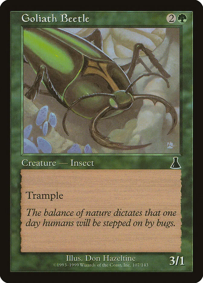 Goliath Beetle Front Face
